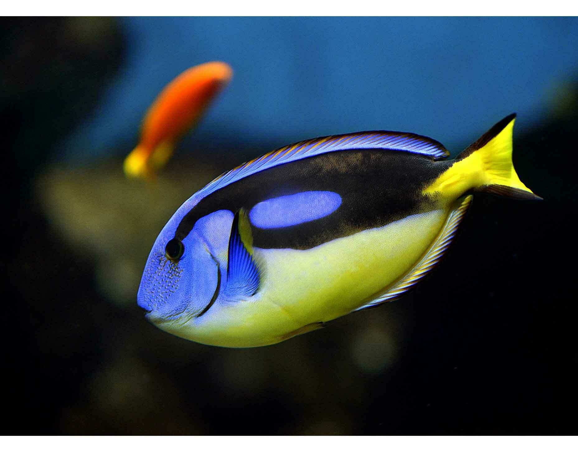 Imagem do Blue Tang